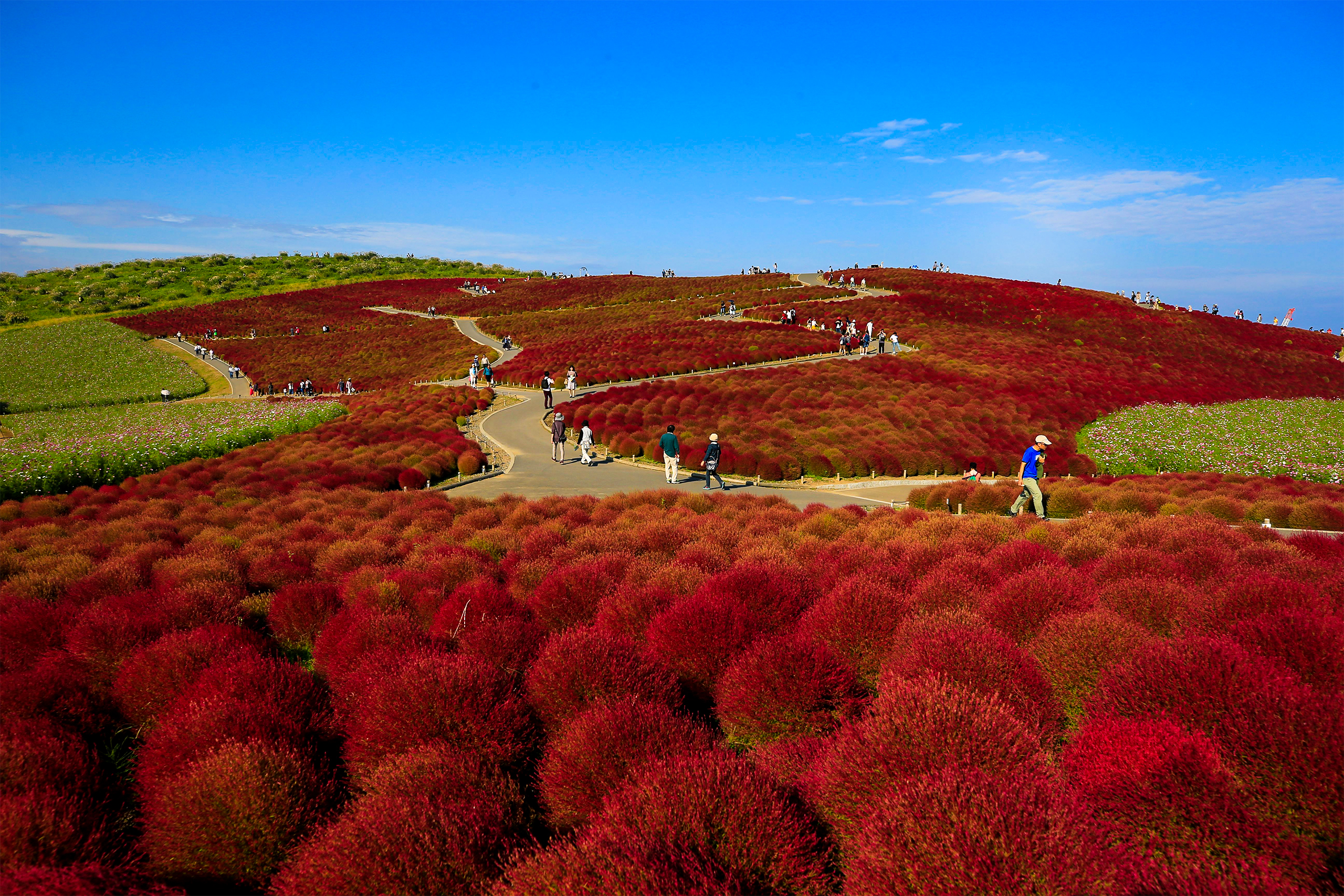 Hitachi Seaside Park Tour