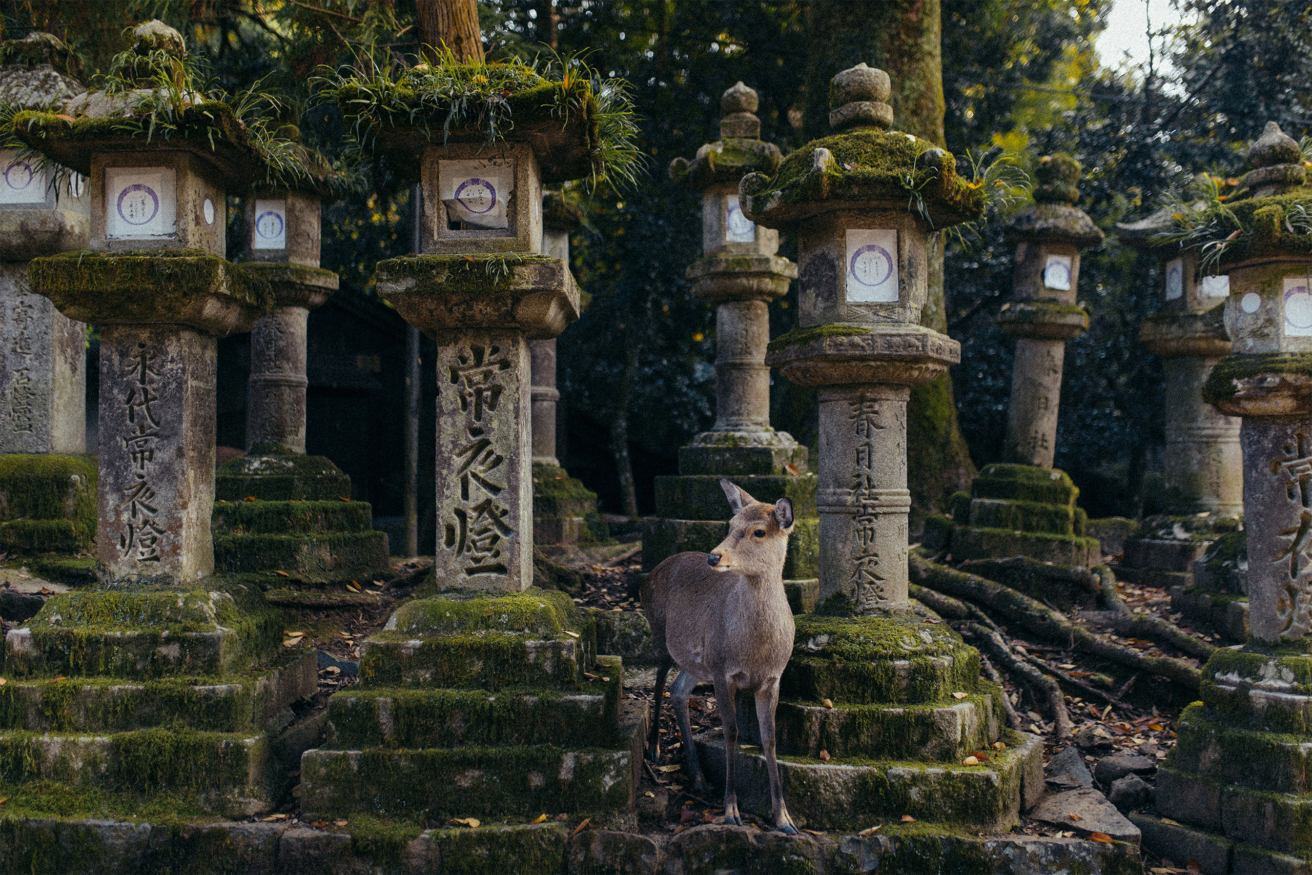 Nara Tour